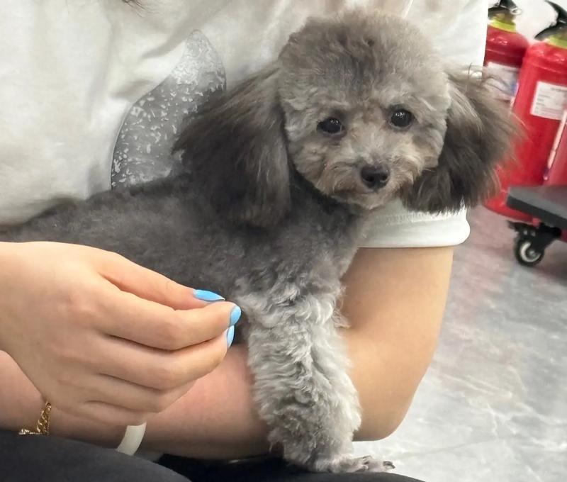 泰迪狗生小狗的间隔时间是多久一次？（探寻泰迪狗繁殖周期的奥秘）