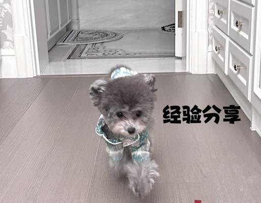 狗狗绝育后多久可以喝水？（了解狗狗绝育术后的饮水需求）