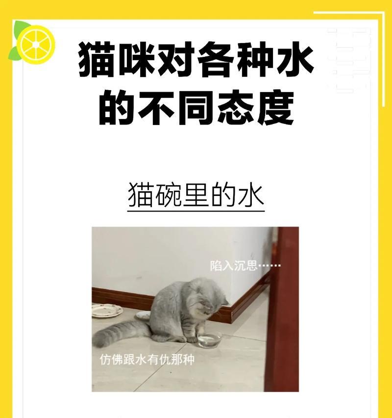 猫咪的水分需求（探索猫咪最长不喝水的时间和对健康的影响）