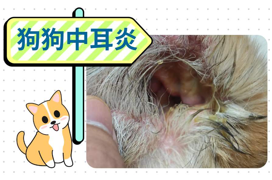 养宠速看！狗狗中耳炎用什么药治疗最好最快？