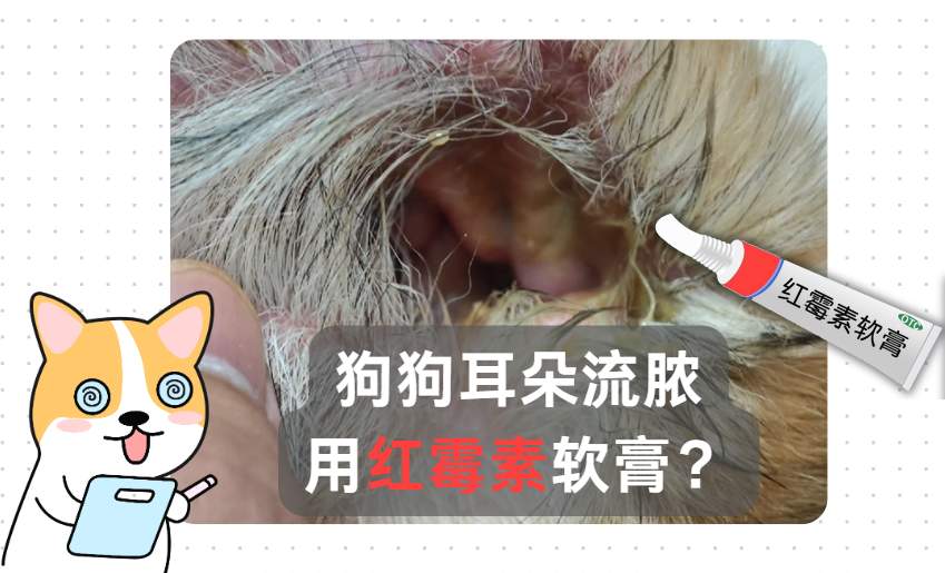 狗狗耳朵流脓用红霉素软膏可以吗？看完就知道了