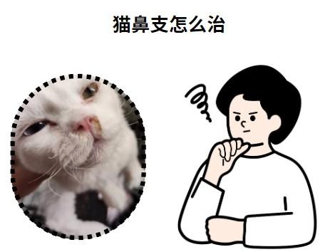 守护喵星人：猫鼻支治疗秘籍大公开