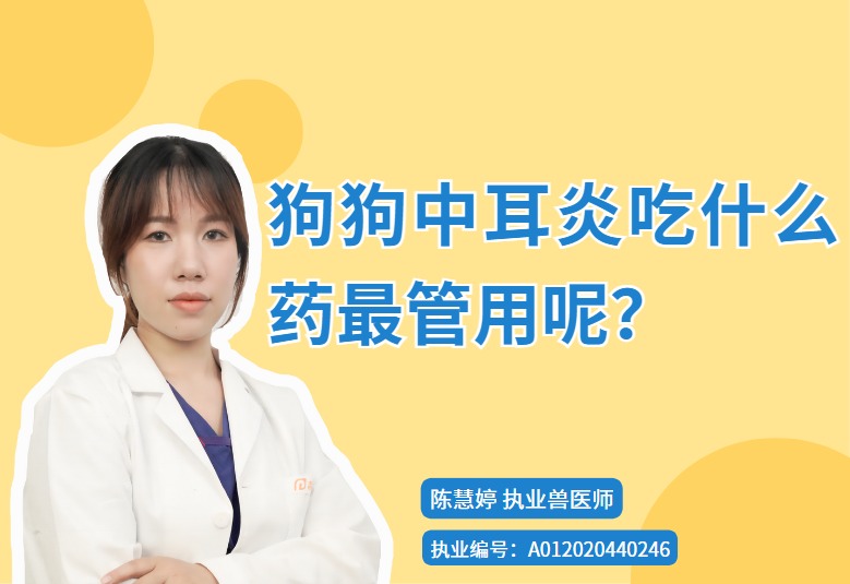 【宠医秘籍】狗狗中耳炎吃什么药最管用呢？