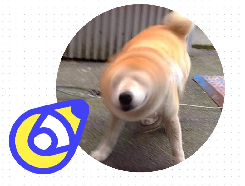 狗狗摇头甩耳朵是什么原因？可能是这些危险信号！