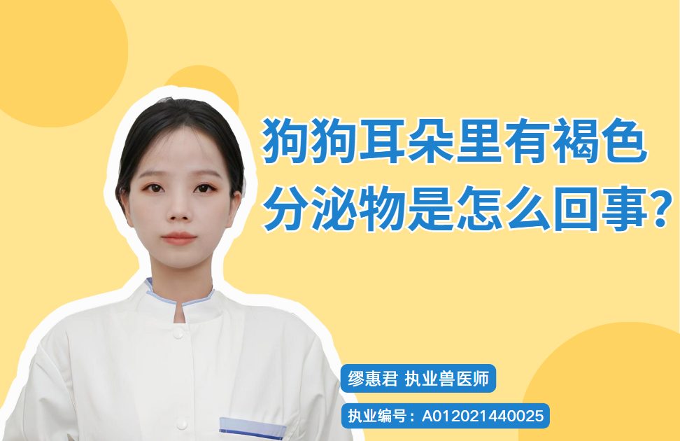 【宠医科普】狗狗耳朵里有褐色分泌物是怎么回事？