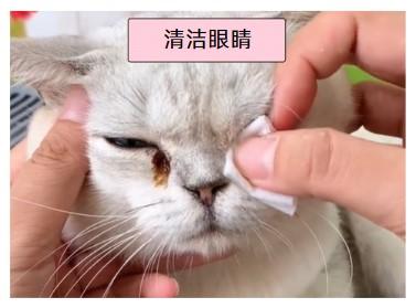 呵护爱宠:寻找猫鼻支治疗的平价方案