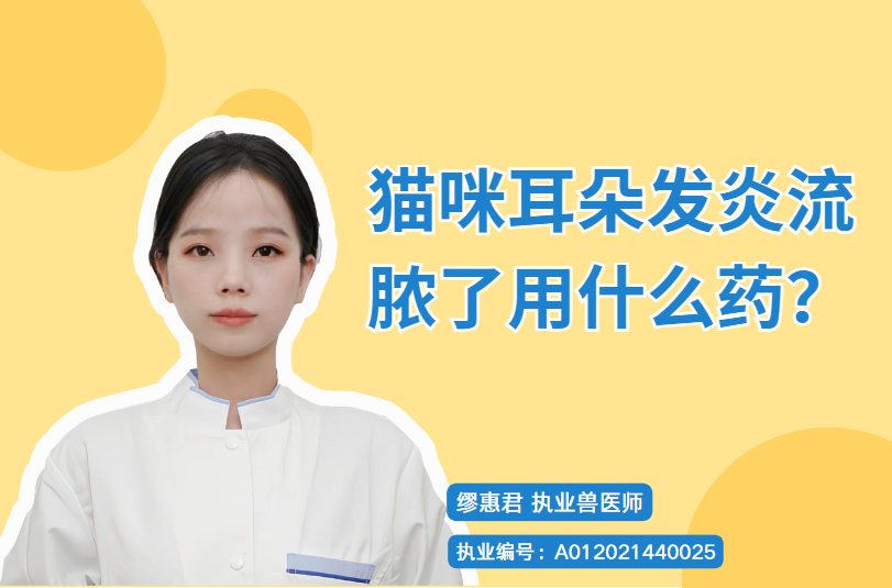 猫咪耳朵发炎流脓了用什么药?
