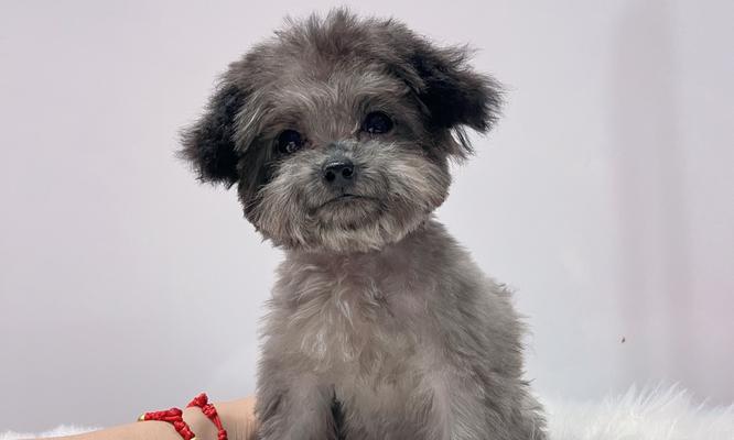 贵宾犬的价格是多少？（市场行情浮动不定，贵宾犬价格难以统一）