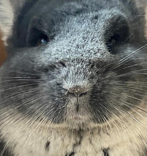 龙猫产后多久可以洗澡？（龙猫产后恢复期间的洗澡注意事项）