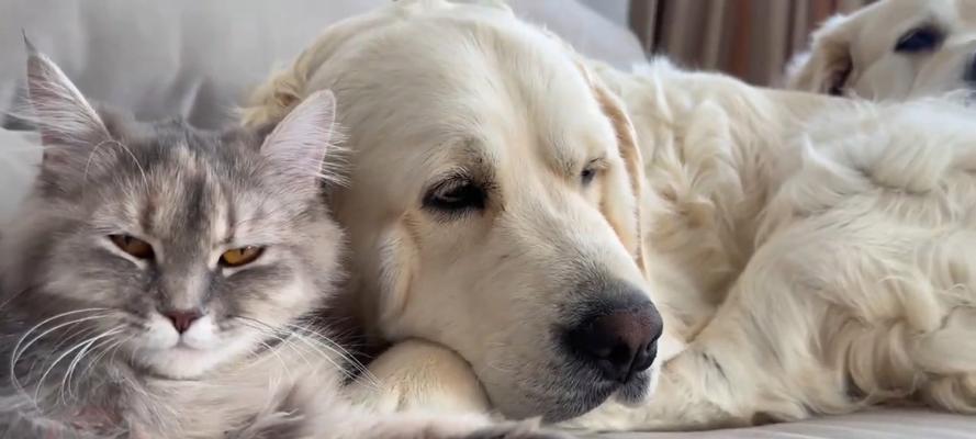 金毛犬的怀孕期是多长时间？（了解金毛犬的繁殖周期和怀孕持续时间）