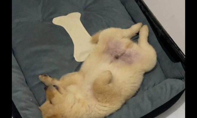 小狗一月睡眠需求及好睡眠的关键（研究发现，月龄对小狗睡眠时间的影响）