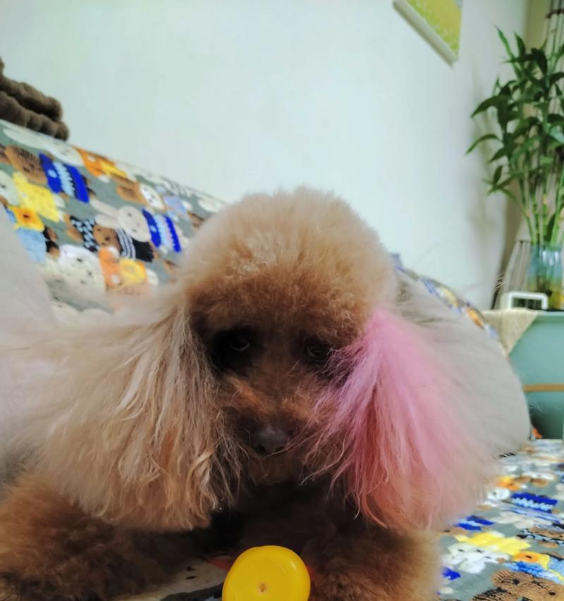 宠物泰迪四个月大的洗澡频率（泰迪洗澡的最佳时机与注意事项）