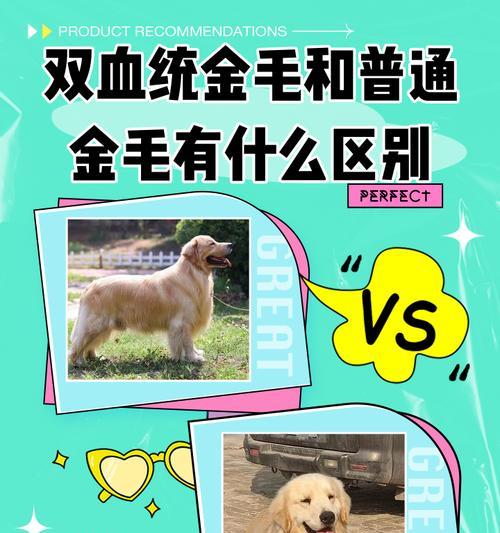 金毛犬认主时间长短取决于多种因素（解析金毛犬接受新主人的时间和条件）