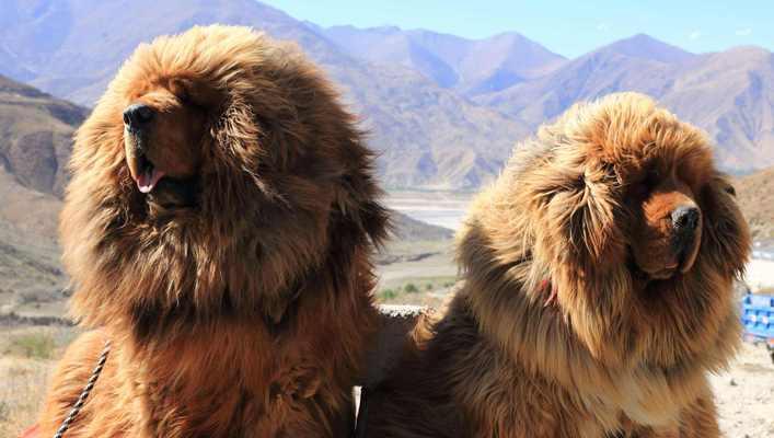 藏獒的驱虫周期与方法（了解藏獒驱虫的重要性及常用方法）