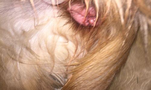 金毛犬交配的注意事项（如何正确进行金毛犬的交配）