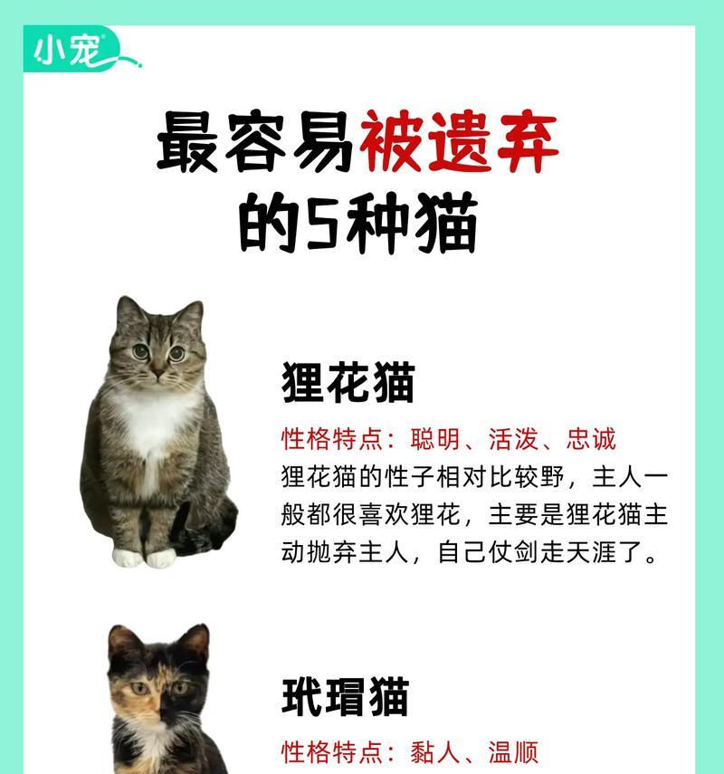 养猫的注意事项，为你的小伙伴提供最好的照顾（7个方面为您详解猫咪养护法）