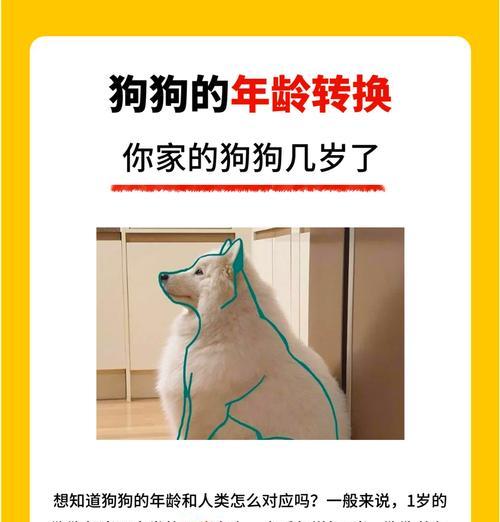 狗狗知识大揭秘！养狗人必知的50个冷知识（了解这些，你才是真正的养狗达人！）