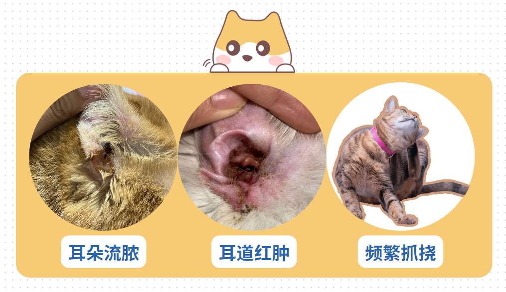 猫耳朵里有黑色脏东西是耳螨吗？