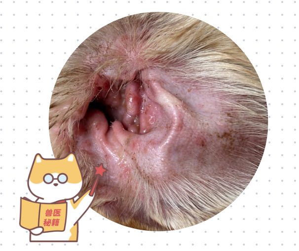 狗狗耳朵里有异味