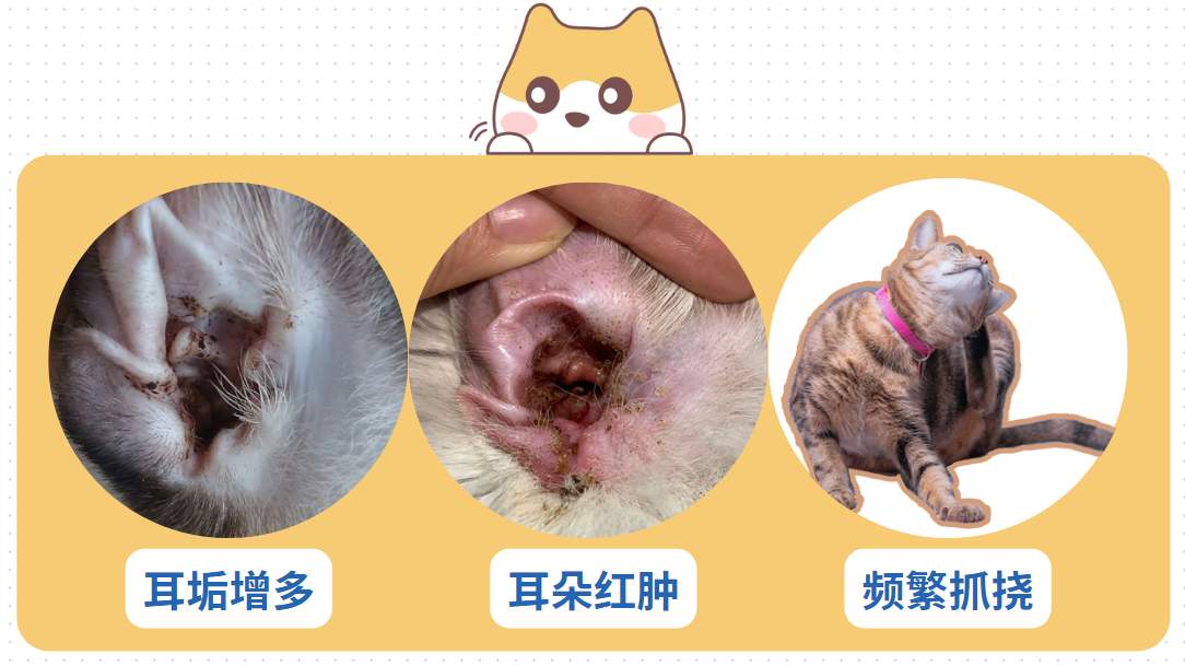 猫耳朵痒一直抓是耳螨吗