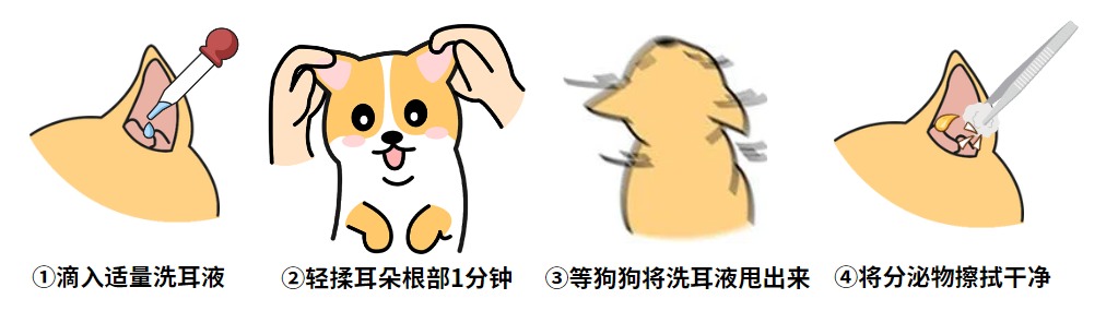 小狗耳朵痒一个劲挠怎么办？
