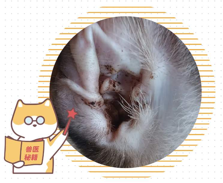 猫咪耳朵痒老是挠是怎么回事？