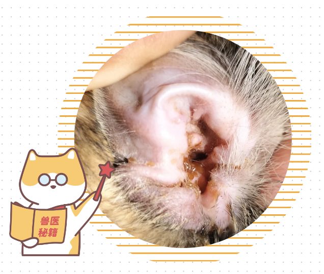 猫咪耳朵痒老是挠怎么办？