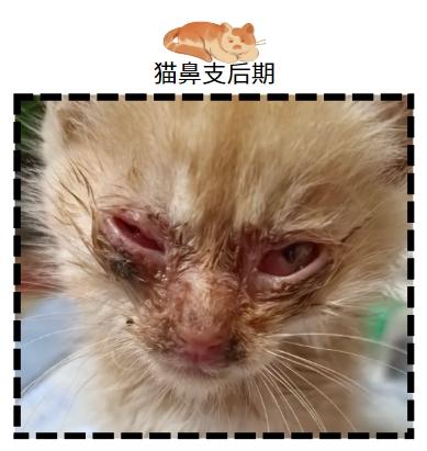 破解猫鼻支终身难题：治愈希望在这里！