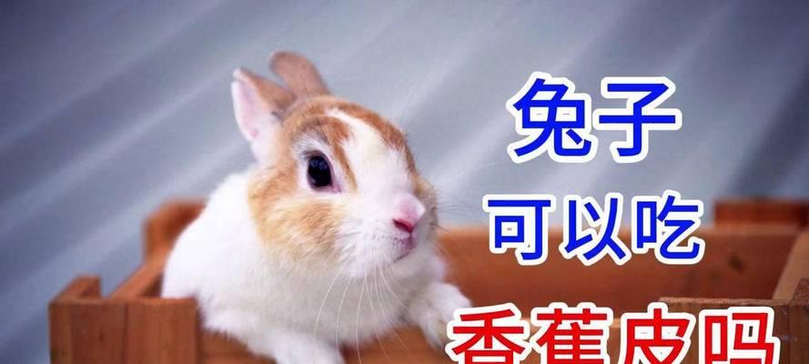 兔子饲养之喂养周期与销售时机（合理喂养周期下的兔子销售策略）