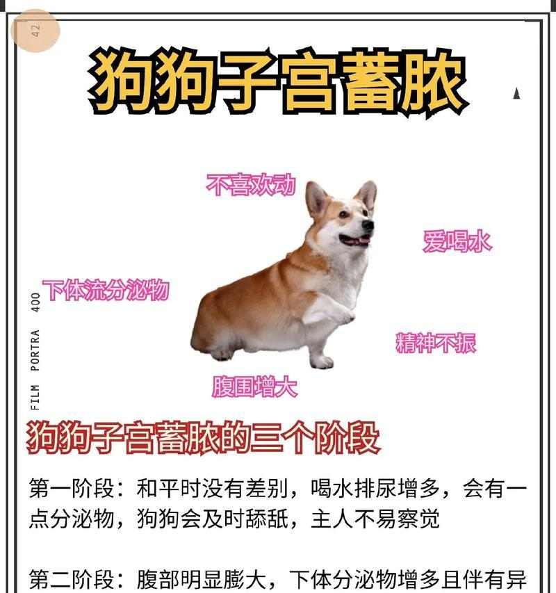 母狗生产后多久可以洗澡？（了解正确的洗澡时机，呵护母狗的健康）