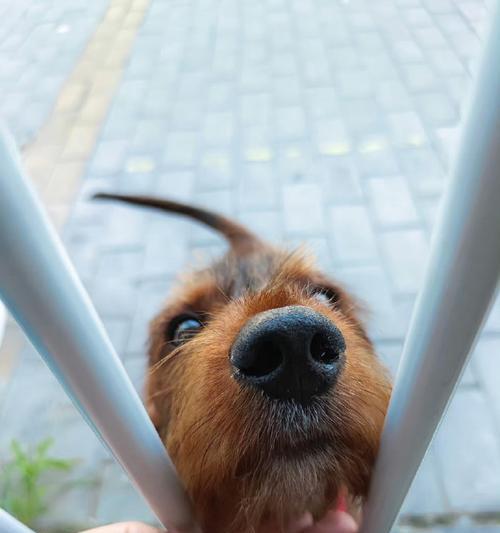 了解这些危险犬种，守护你的安全（揭示犬种危险性，预防潜在威胁）