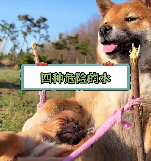 幼犬喝水的时间安排及注意事项（了解幼犬喝水的频率和注意细节，助你照顾好你的小狗）