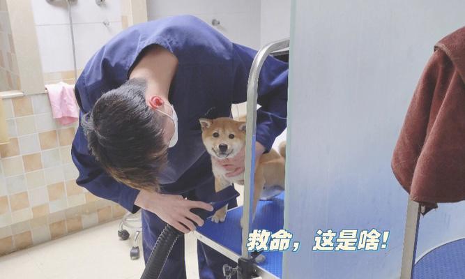 狗打完芯片后洗澡的最佳时间（保护狗狗健康，科学护理）