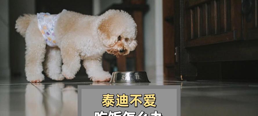 泰迪犬产后不吃的原因及应对方法（为什么泰迪犬产后不吃？如何处理泰迪犬产后不吃的问题？）