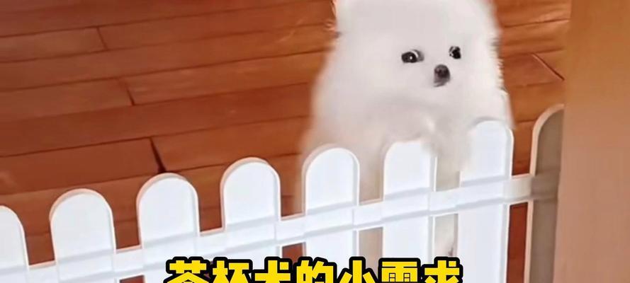 茶杯犬（便宜实惠的茶杯犬，你想养吗？）