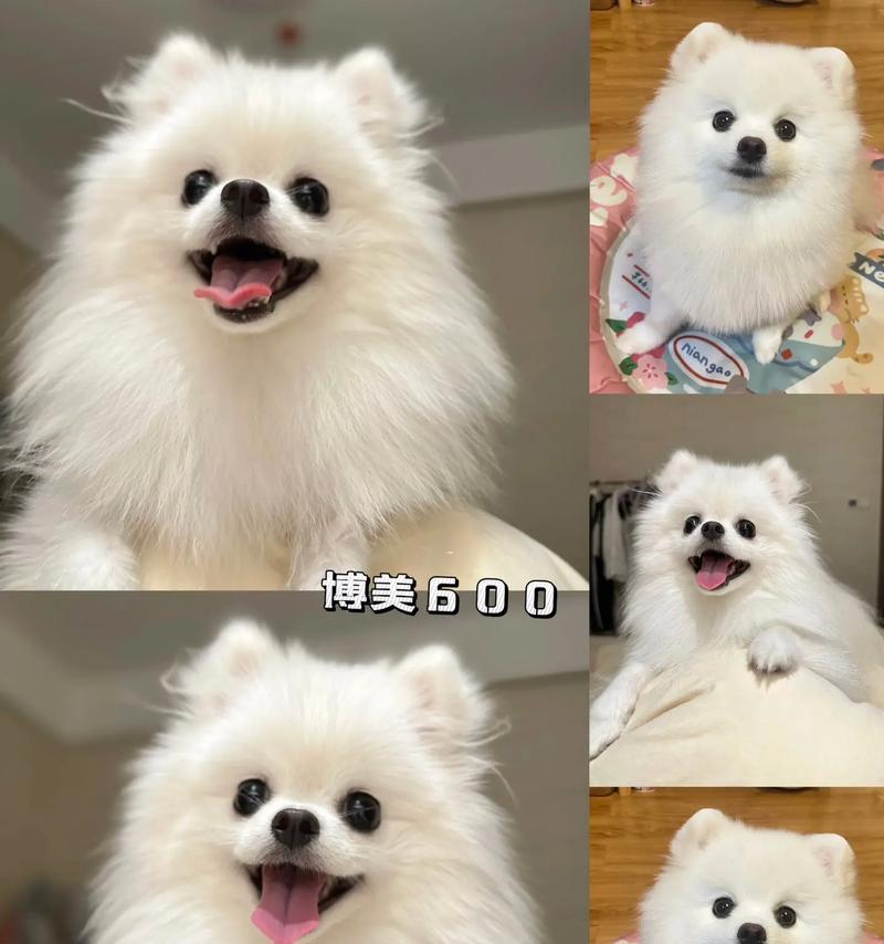 如何正确驱虫，保护你的一个月大的博美狗（针对一个月大的博美狗，合理安排驱虫计划，呵护它的健康成长）