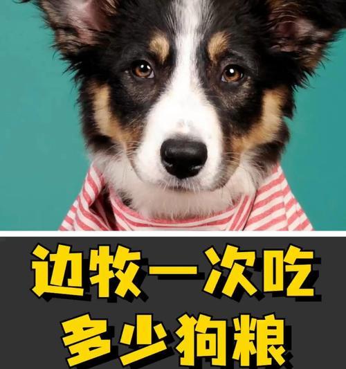 狗子的日常饮食需求（了解狗子每天所需的饮食量，让狗狗健康快乐成长）