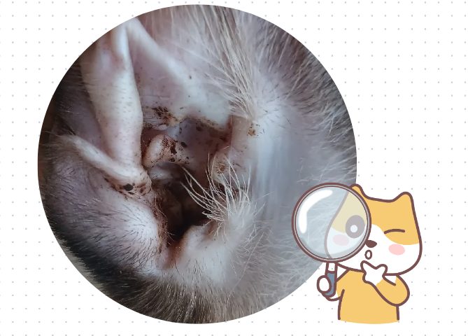 猫耳螨用什么药治疗？