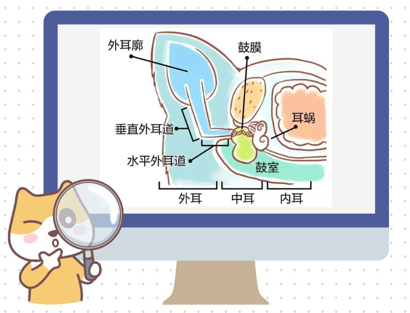 猫咪耳朵里有水状或脓状的分泌物