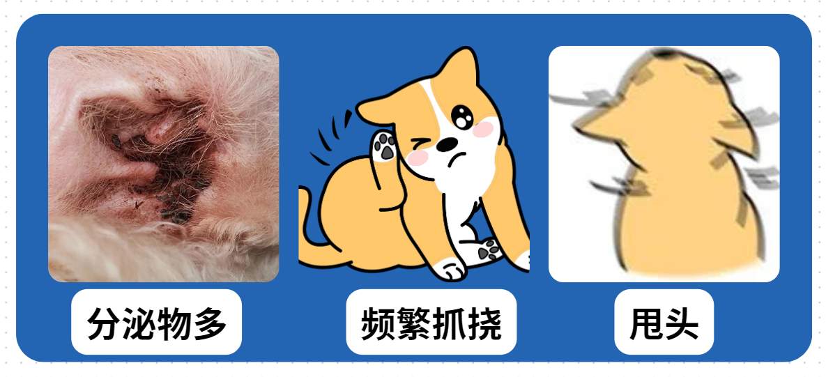 狗狗耳螨最症状