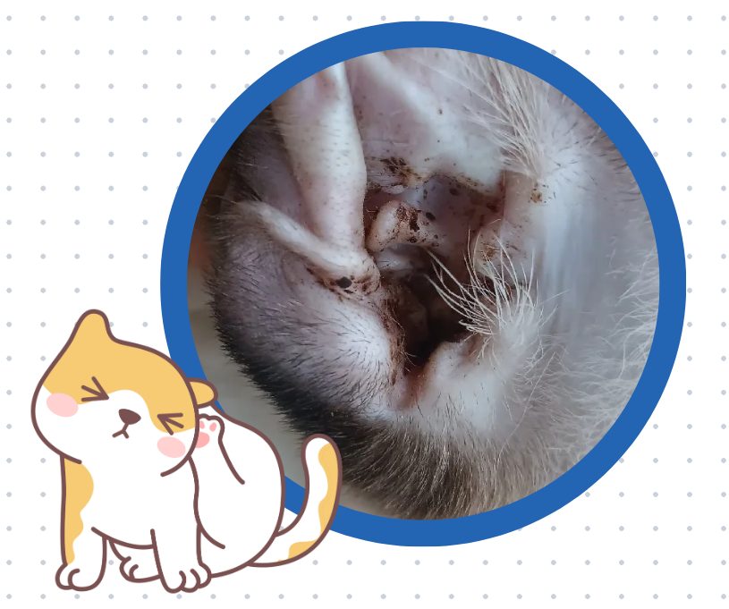 小猫耳朵里有很多黑色的东西怎么办？