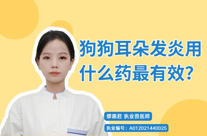 狗狗耳炎