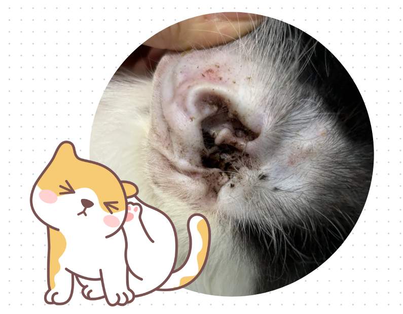 猫耳螨怎么彻底清除？