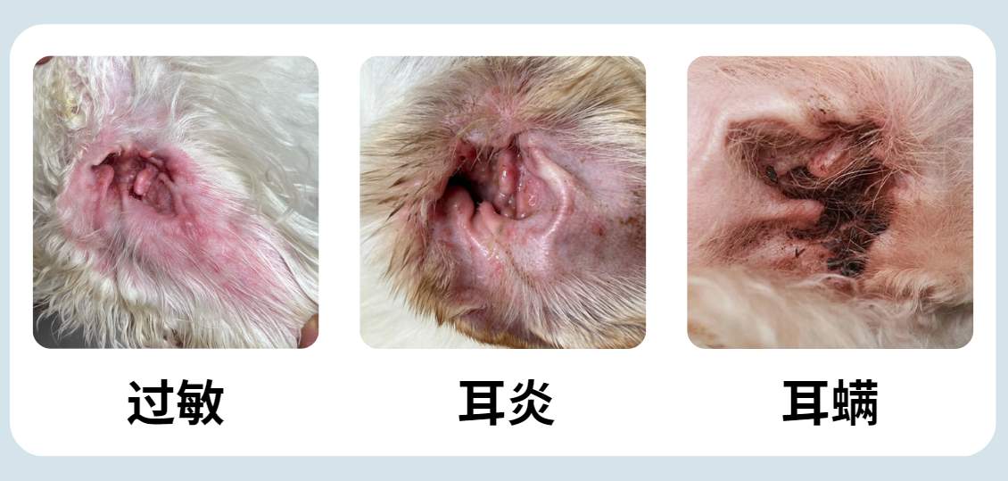 狗狗耳朵痒