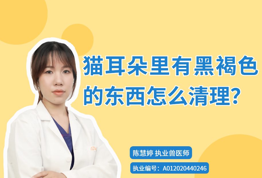 猫耳朵里有黑褐色的东西怎么清理？