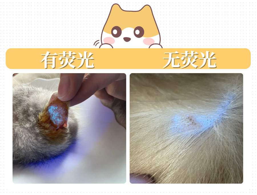 猫癣治疗费用