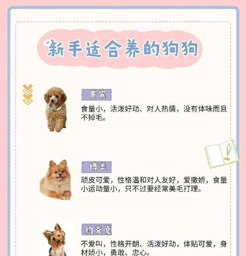 如何准确辨认一只泰迪犬是否是纯种（通过6个关键指标轻松识别泰迪犬的纯种程度）