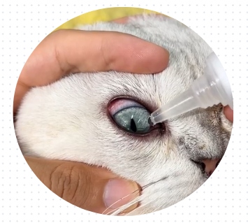 小猫眼睛流脓用什么眼药水？