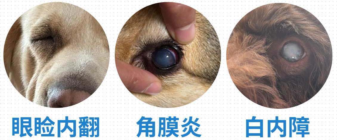 狗狗有泪痕怎么办？