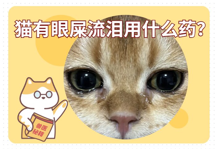 猫有眼屎流泪用什么药？